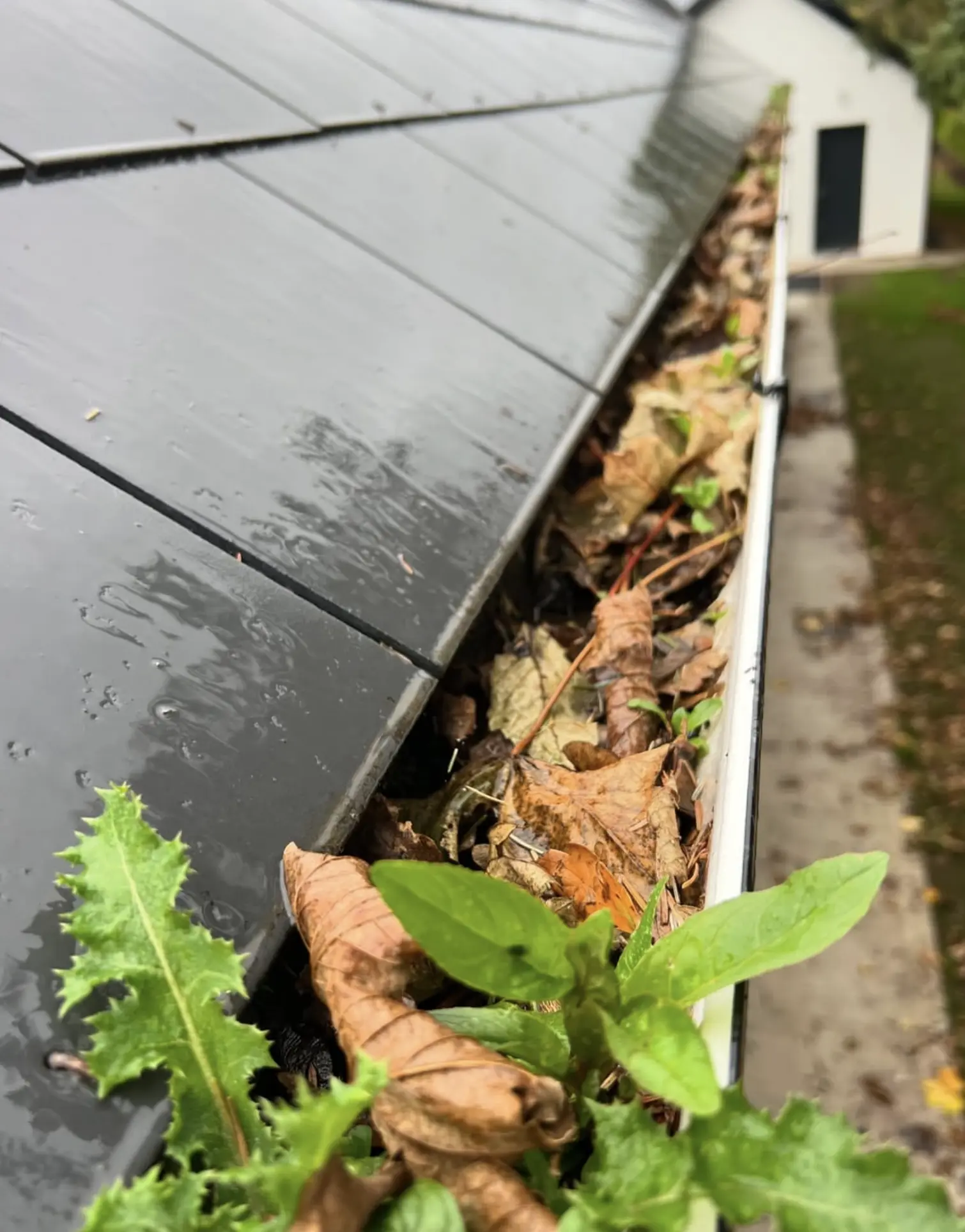 Gutter Cleaning Melbourne